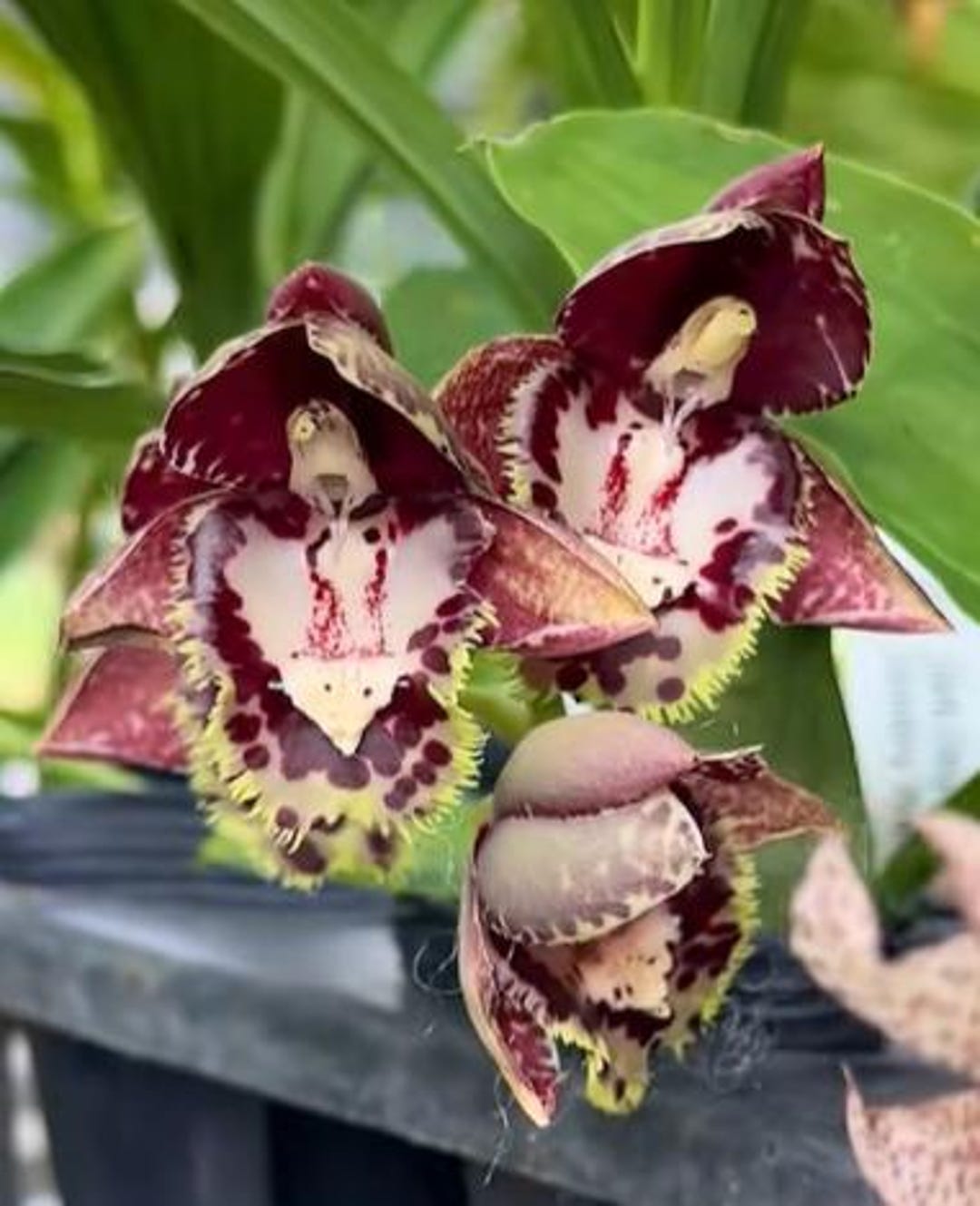 【 ozwrt 】 TheCaudexMan CyphostemMan Amazon.co.jp: OZWRT TheCaudexMan PachypusMan SSサイズ オズワート