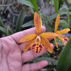 Orchid Cattleya Bc Rustic Spot Mature Live PLant