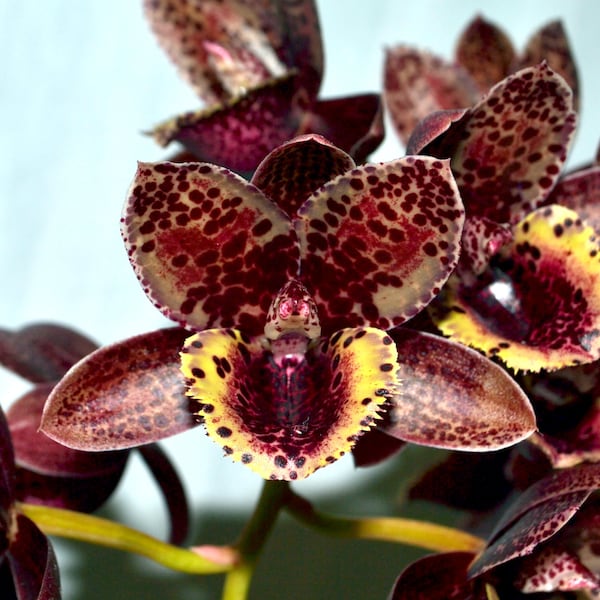 Orquídea Catasetum Fdk. Después del anochecer, 'Orquídeas del Valle del Atardecer'. ¡Planta viva con fragancia a pan de jengibre!