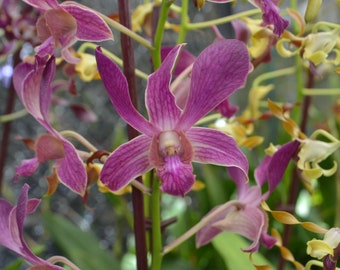 Orchid Dendrobium Jacquelyn Thomas  plant Live Orchid