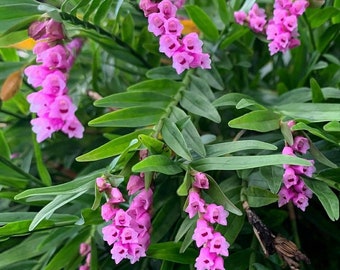 Rare Orchid Species Isochilus linearis Orchid Terrarium Live Plant