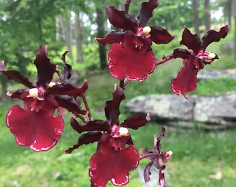 Plántula de Oncidium Odontocidium Succubus 'Night Shift', orquídea viva