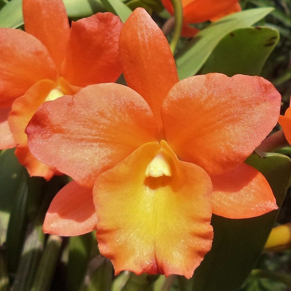 Cattleya  Rhyncattleanthe Hsinying Orange Nugget  Live Mature PLant