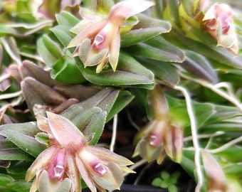 Especie rara de orquídea Epidendrum schlechterianum Orquídea miniatura verdadera Terrario Orquídea joya Planta viva