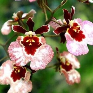 Miniature Orchid Oncidium Tolumnia Jairak Flyer &#39;Mangosteen&#39; Oncidium Terrarium Live plant