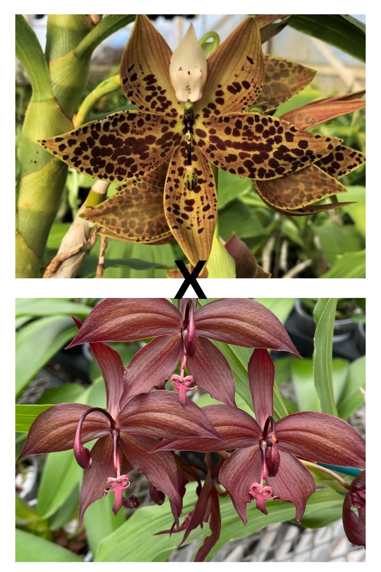 Orchid Catasetum Cyc. Alexis Jesus Pardo 'SVO' X Cycnodes Fcooperi