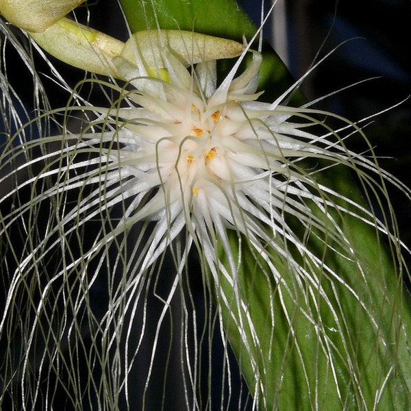 Very Rare Orchid Species Bulbophyllum Bulb medusae Rare Live PLant