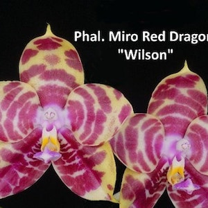 Novelty Phalaenopsis  Orchid Phalaenopsis Phal.  Miro Red Dragon  Near Mature Live Orchid