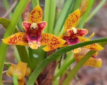 ¡Fragante! Orquídea Maxillaria Memoria Ben Berliner Planta viva madura