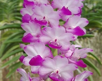 Orquídea Fragante Rhyncostylis coelestis Orquídea Madura Viva Rosa