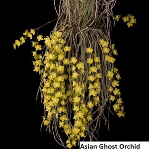 Rare Orchid Species chiloschista parishii Asian Ghost Orchid orchid Live PLant