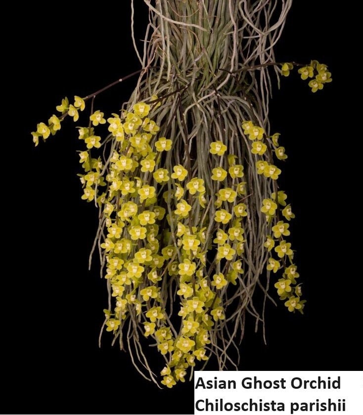 chiloschista parishii var sakura コルク原種 Rare Orchid Species Chiloschista Parishii Asian Ghost Orchid