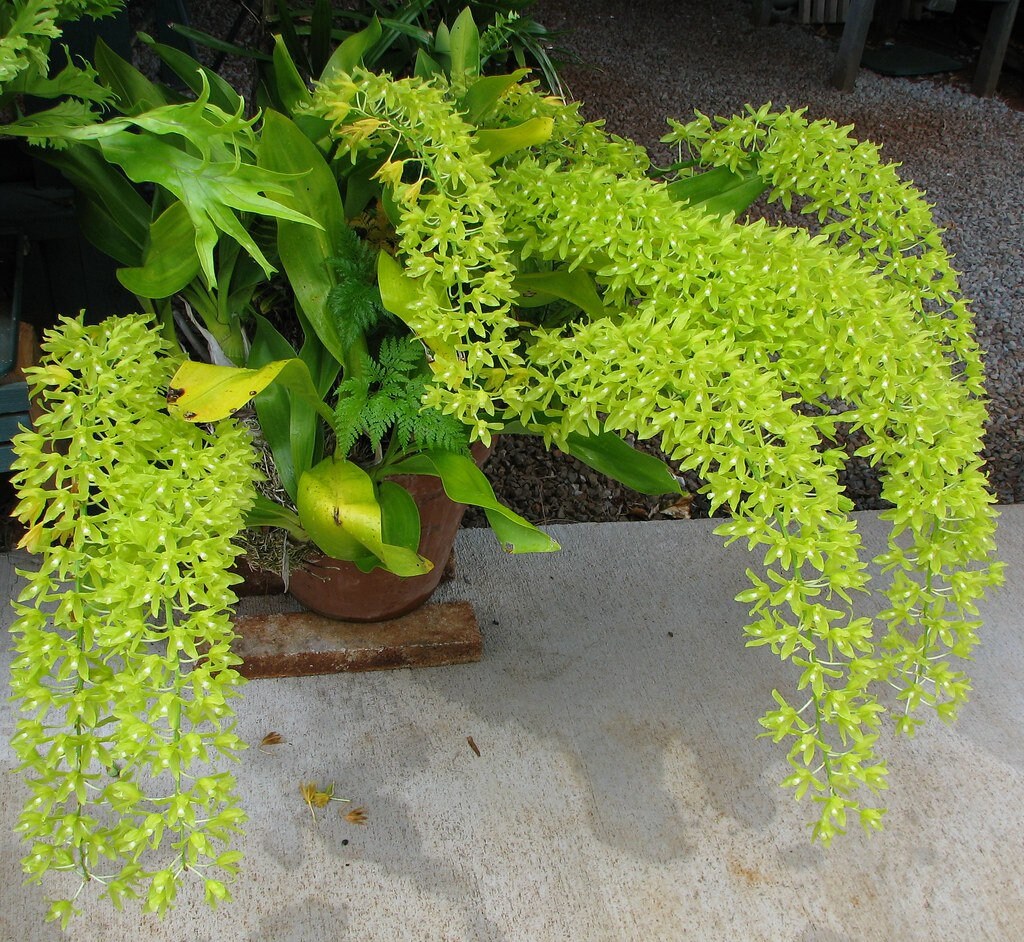 Orchid Rare Species Grammatophyllum Scriptum Var. Citrinum Live