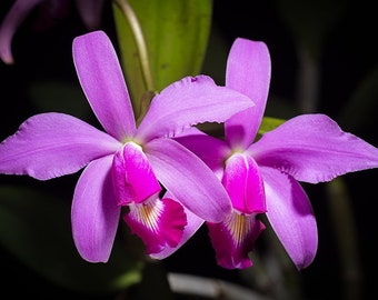 Orchid Cattleya violacea Live Orchid Species PLant