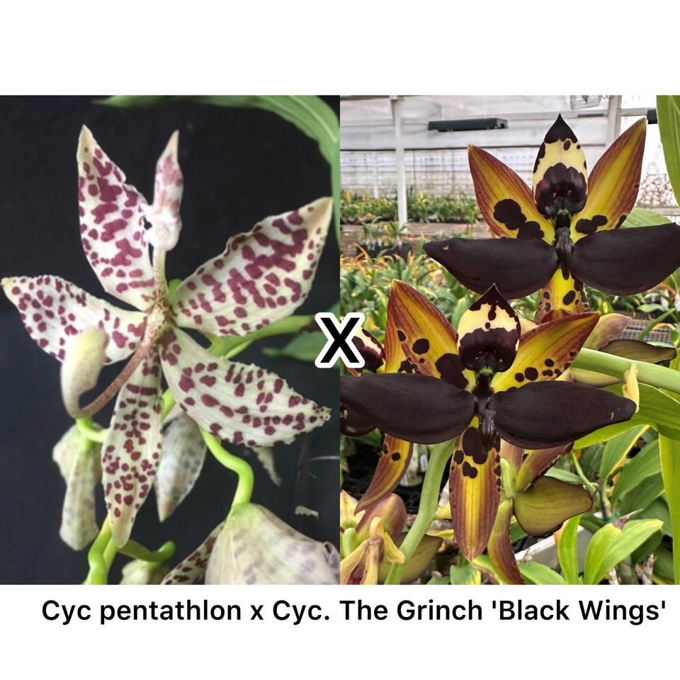 Catasetum Orchid Cyc Pentadactylon X Cyc the Grinch 'black Wings