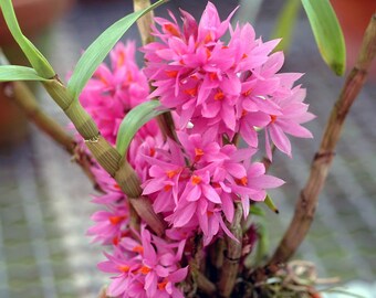 Rare Orchid Species Dendrobium Den bracteosum Mature Live Plant