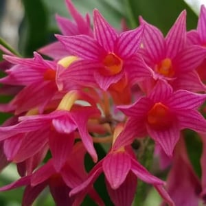Rare Orchid Species Dendrobium Den usitae Mature Live Plant image 1