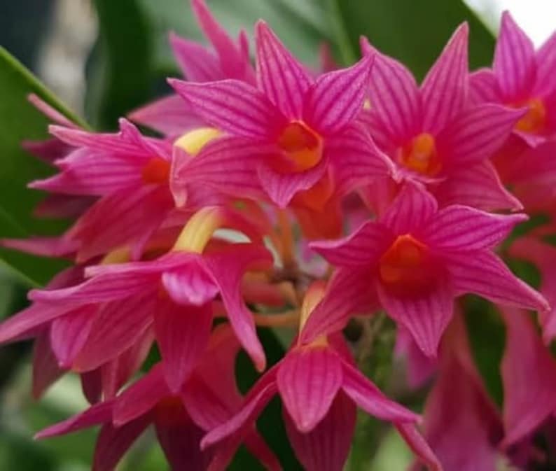 Rare Orchid Species Dendrobium Den usitae Mature Live Plant image 1
