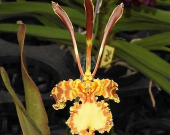 Orquídea Oncidium Psychopsis papillio Planta viva