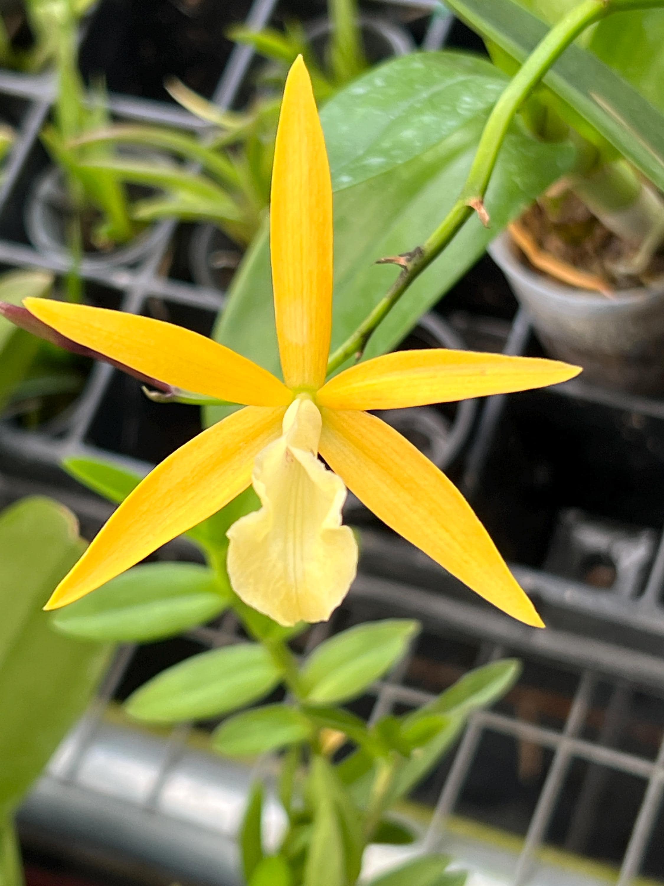 Orchid Cattleya Laelia Harmill X Brassavola Nodosa Mature Live