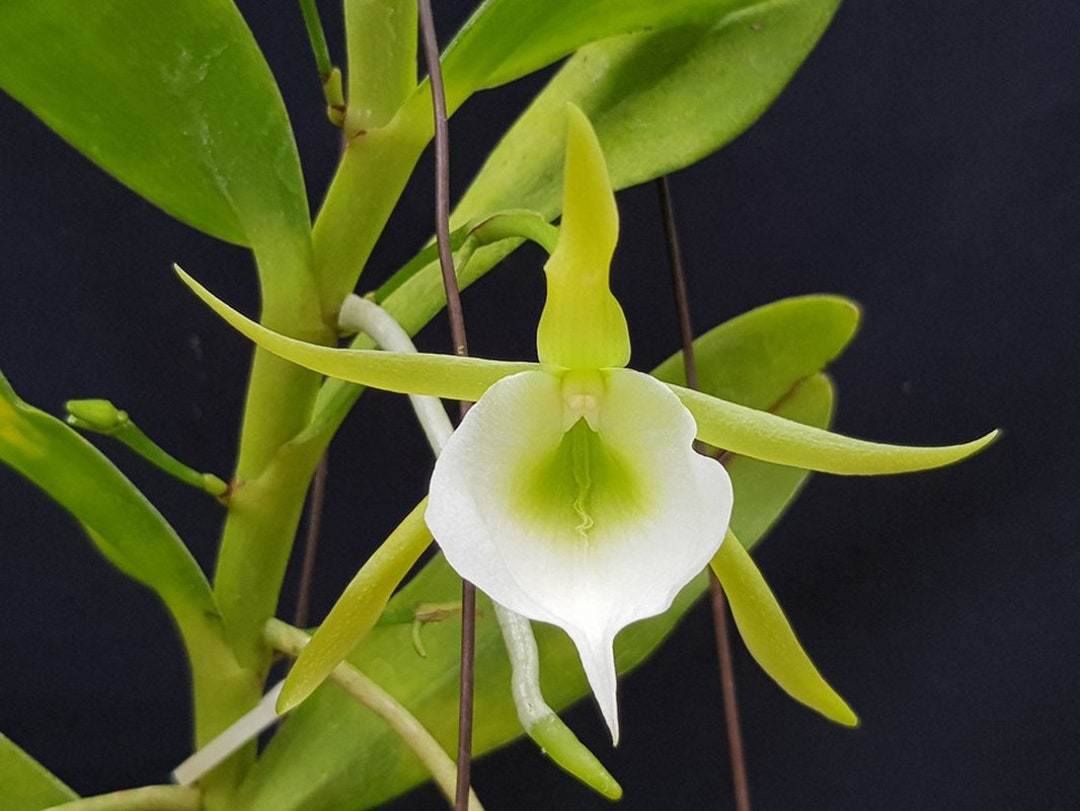 Very Rare Plant Orchid Species Angraecum Birrimense Live Orchid Etsy