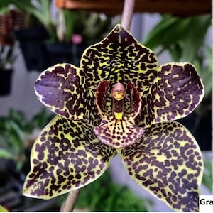 Seedling Size Orchid Rare Species Grammatophyllum Prakket Armada &#39;Saint Seiya&#39; Live PLant