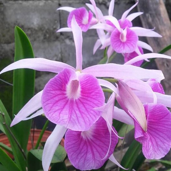Orchid Cattleya Bc Morning Glory  Live PLant