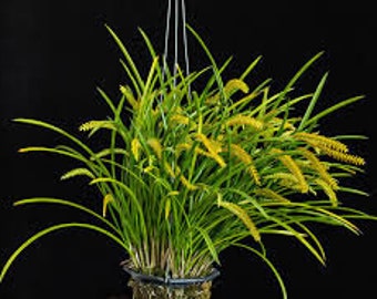 Rare Species Orchid Dendrochilum wenzelii ( yellow) Live Mature PLant