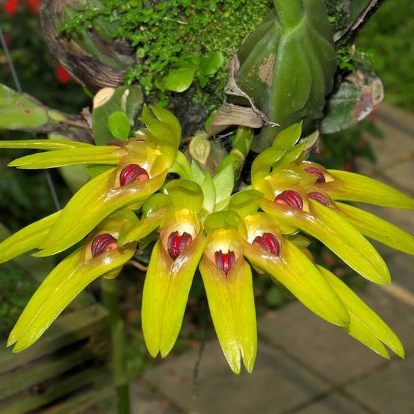 Rare Miniature Orchid Bulbophyllum graveolens Species Rare Live PLant