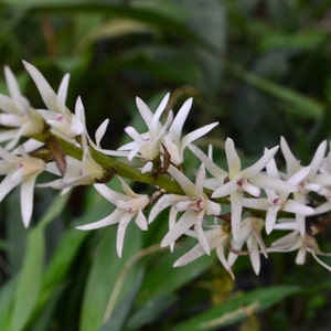 Very Rare Species Orchid Eria Fragrans Plant - Etsy