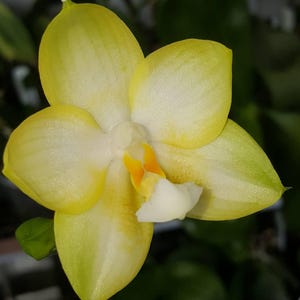 Novelty Phalaenopsis  Orchid Phalaenopsis Phal. Joy Spring Canary Near Mature Live Orchid