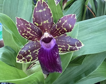 Orquídea Zygopetalum Galeopetalum Hokulea, planta viva de tamaño maduro