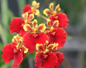 Miniature Orchid Oncidium Tolumnia Jairak Flyer '707'  Oncidium Terrarium Live plant