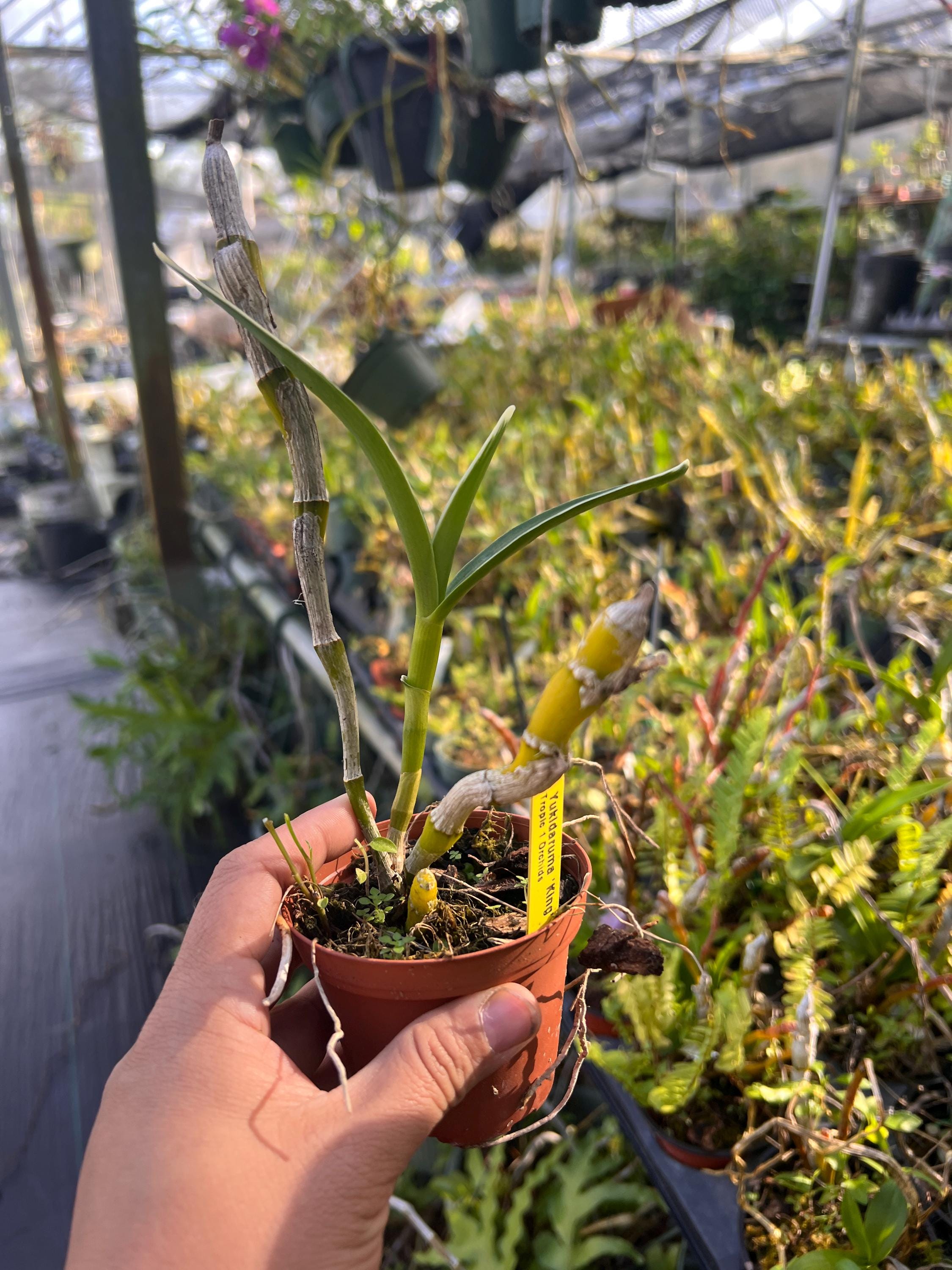 SEEDLING VARIEGATED LEAF Orchid Den. Yukidaruma 'king' Dendrobium