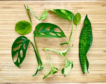 5 Live Plant Cuttings Bundle for Propagation - Manjula Pothos, Global Green Pothos, Golden Pothos, Monstera Adansonii, Dracaena trifasciata