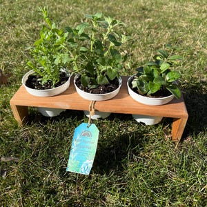 Könnte beinhalten: Ein Holzpflanzer mit drei weißen Töpfen, die jeweils eine andere grüne Pflanze enthalten. Der Pflanzer steht auf Gras. Ein Etikett mit der Aufschrift "Mini Planter, Triple Pot" ist angebracht.