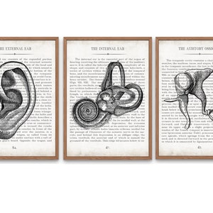 Vintage Ear Anatomy Art Print Set of 3 Audiology AUD and Audiologist Graduation Gift