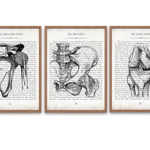 Shoulder Hip and Knee Vintage Anatomy  Art Print Set of 3 Physical Therapy Gift Orthopedic Surgeon Gift