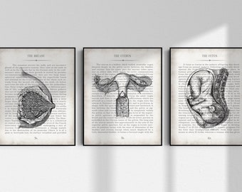 Female Anatomy Art Print Set of 3, Woman Anatomy Wall Art, Fetus Art Print, Breast Art Print, Uterus Art Print, Fetus Art Print