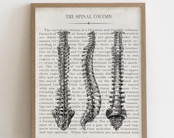 Chiropractor Gift Spine Vintage Anatomy Art Print Unique Chiropractic Art Gift