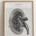 see more listings in the MEDICAL - ANATOMY (ALL)  section