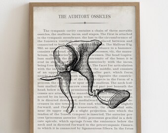 Ossicle Ear Bone Art Vintage Anatomy Art Audiologist Audiology Graduation Gift & Office Decor