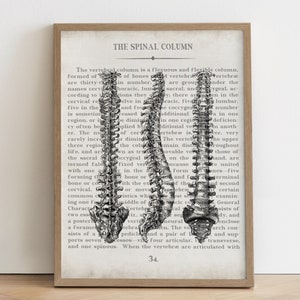 Vintage Lumbar Spine Anatomy Art Print: Chiropractic Gift