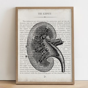 Vintage Kidney Anatomy Art Print: Gift for Urologist