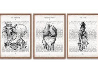 Hip Knee and Foot Vintage Anatomy  Art Print Set of 3 Unique Physical Therapy Graduation Gift