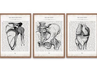 Orthopedic Gift Shoulder Hip and Knee Vintage Anatomy  Art Print Set of 3 Physical Therapy Physical Therapy Gift