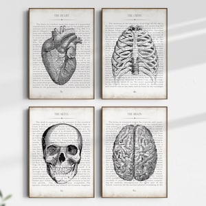 Arte de anatomía, conjunto de impresión de arte de pared de anatomía vintage de 4, impresión de arte de decoración de consultorio médico, regalo de graduación de estudiante de medicina, regalo de la escuela de medicina imagen 1