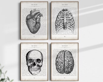 Anatomy Art, Vintage Anatomy Wall Art Print Set of 4, Medical Office Decor Art Print, Medical Student Graduation Gift, Medical School Gift