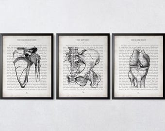 Vintage Anatomy Art Print Set: Shoulder, Hip, Knee - Orthopedic Surgeon Gift, Graduation Gift