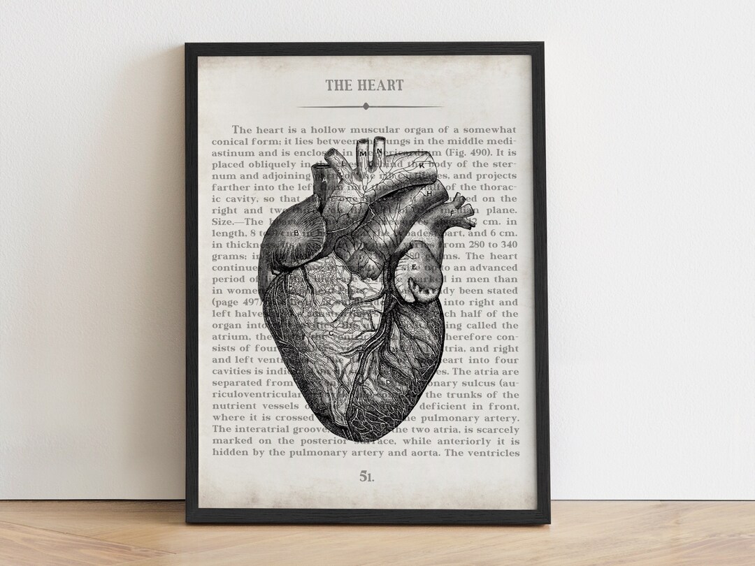 Anatomical Heart Print: Vintage Medical Art for Cardiologists ...